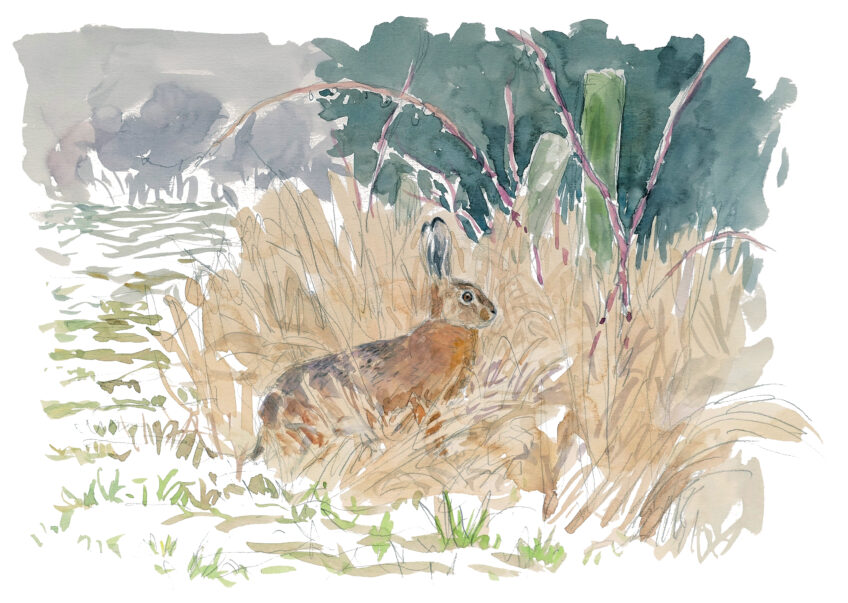 Le rut du lièvre dans la Beauce dessiné et raconté par Jean Chevallier