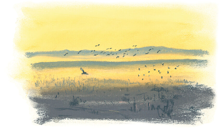 Le rut du lièvre dans la Beauce dessiné et raconté par Jean Chevallier