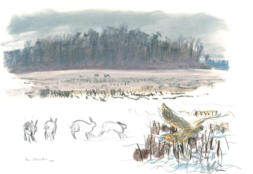 Le rut du lièvre dans la Beauce dessiné et raconté par Jean Chevallier