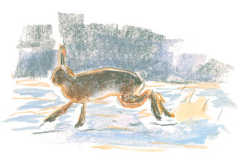 Le rut du lièvre dans la Beauce dessiné et raconté par Jean Chevallier