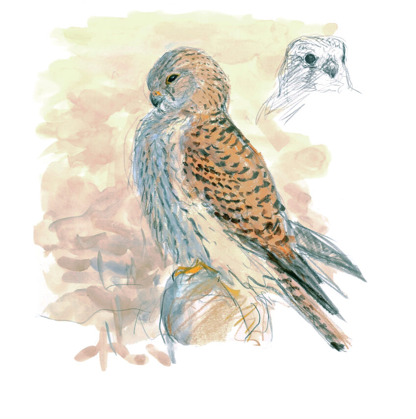 Faucon crécerelle