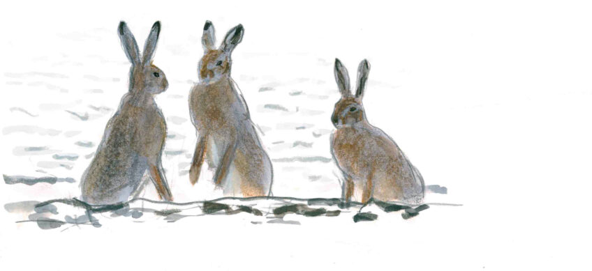 Le rut du lièvre dans la Beauce dessiné et raconté par Jean Chevallier