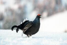 Le boucan du rotor peut mettre en péril des espèces sensibles comme le le tétras lyre. / © Alessandro Staehli