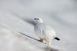 Le boucan du rotor peut mettre en péril des espèces sensibles comme le lagopède alpin. / © Alessandro Staehli