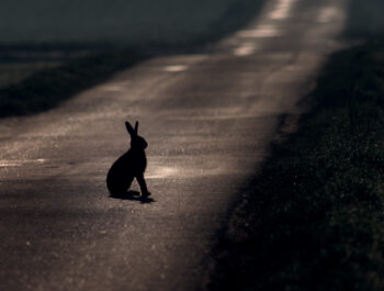 Le lièvre est avant tout un animal nocturne / © Christian Fosserat