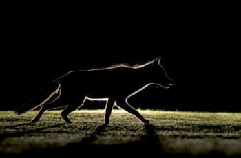 Le renard n’attaque pas les lièvres adultes / © Frederic Desmette