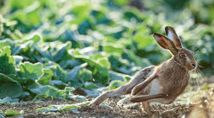 9 secrets du lièvre d'Europe