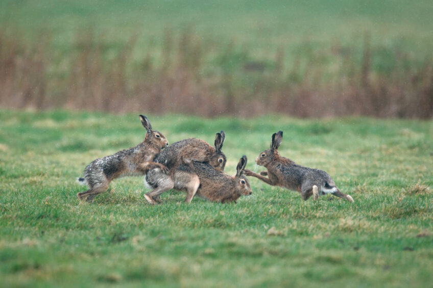 9 secrets du lièvre d'Europe
