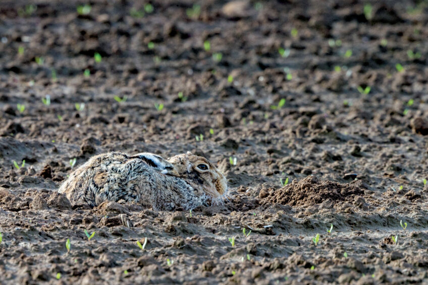 9 secrets du lièvre d'Europe