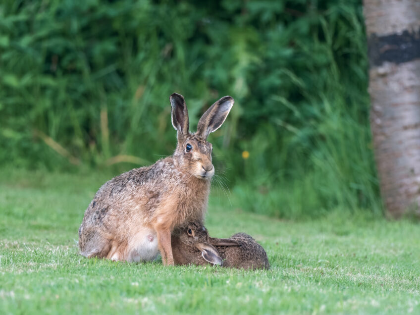 9 secrets du lièvre d'Europe