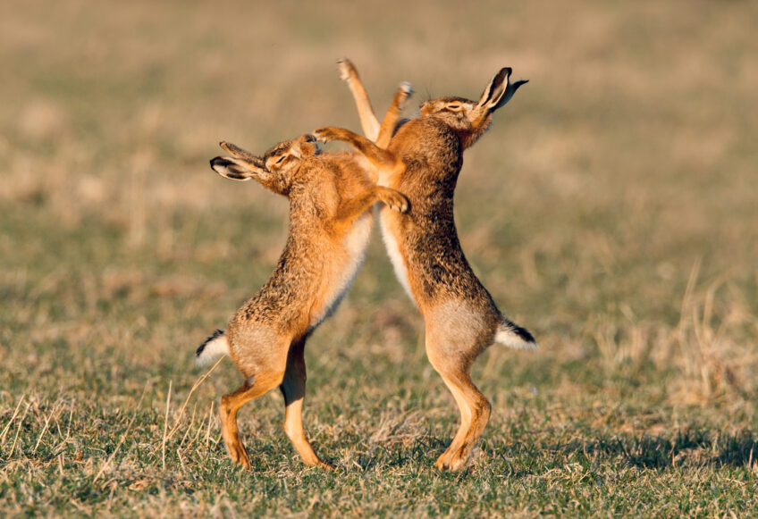 9 secrets du lièvre d'Europe