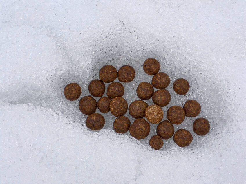 9 secrets du lièvre d'Europe