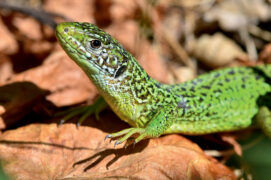 Lézard vert / © Nathan Horrenberger