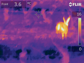 Lièvre en fuite à la caméra thermique / © Claude Fischer / HEPIA