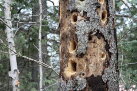 Un tronc dépérissant criblé de trous ? Voilà les traces d’un festin. Les pics apprécient particulièrement les larves de coléoptères et les fourmis qui se cachent dans le bois mort.
 / © Nadine - stock.adobe.com