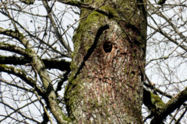 Une cavité bien propre dans un arbre vivant ? Vous avez trouvé un nid. Certains pics utilisent plusieurs fois la même loge, d’autres en creusent une nouvelle chaque année.
 / © Lucas Michelot