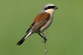 Pie-grièche écorcheur		 / © Minden Pictures / Do Van Dijck / NiS / Biosphoto