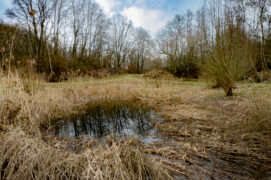Plusieurs mares récemment aménagées accueillent déjà le triton crêté et la rainette verte.