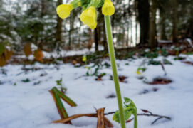 Primevère élevée sous la dernière neige / © Lucas Michelot
