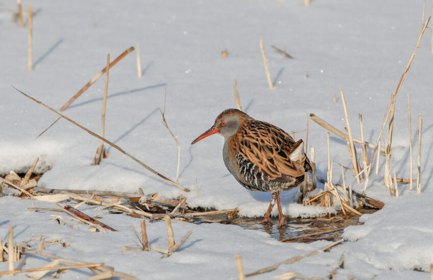 Râle d'eau Râle d'eau
