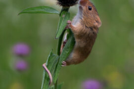Rat des moissons / © Frederic Desmette