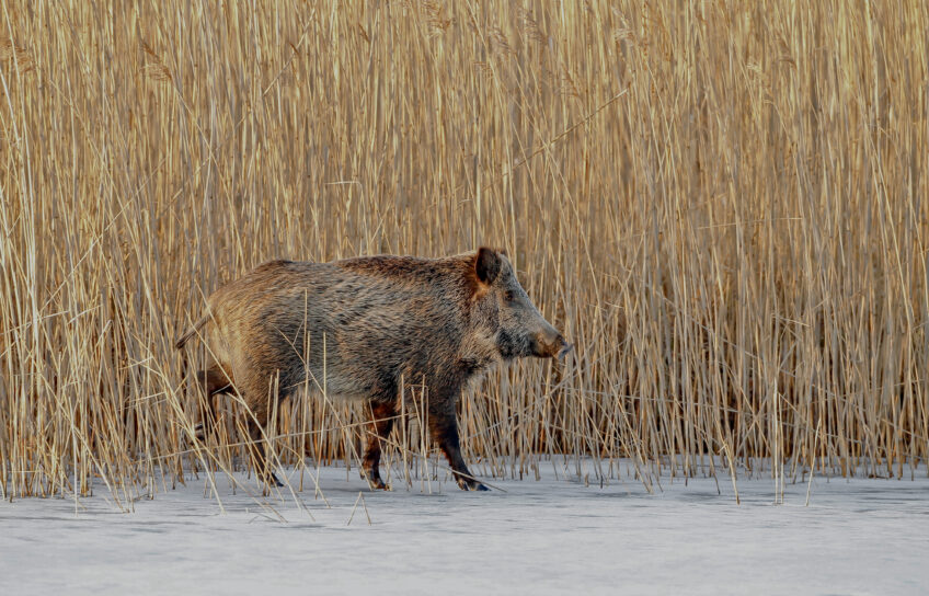 Sanglier sur la glace Sanglier