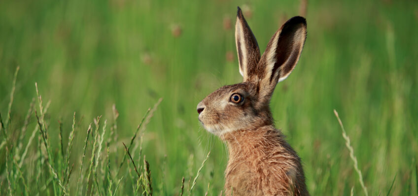 Comment le lièvre d'Europe perçoit-il son environnement ?