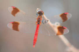 Sympétrum du Piémont / © Nathan Horrenberger