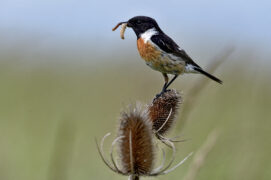 Tarier pâtre / © Dominique Delfino / Biosphoto
