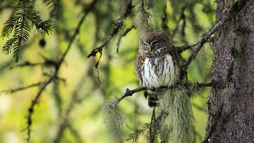 5 documentaires animalier à voir sur SalamandreTV