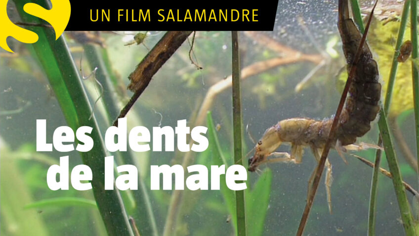 documentaire animalier à voir en famille