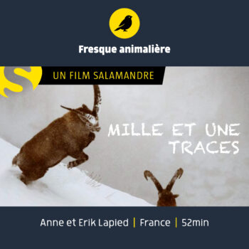 Mille et une trace - documentaire animalier sur les animaux de la montagne