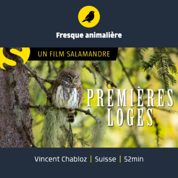 Premières loges - documentaire animalier sur les loges de pics et la forêt de montagne