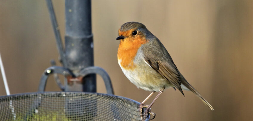 Rougegorge à la mangeoire