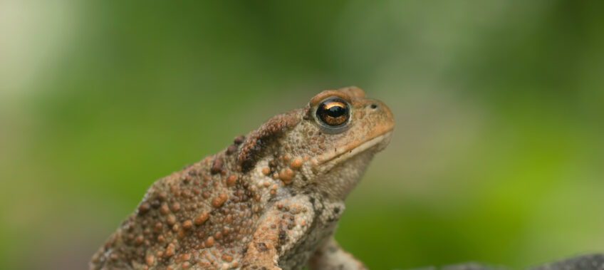 grenouille ou crapaud ?
