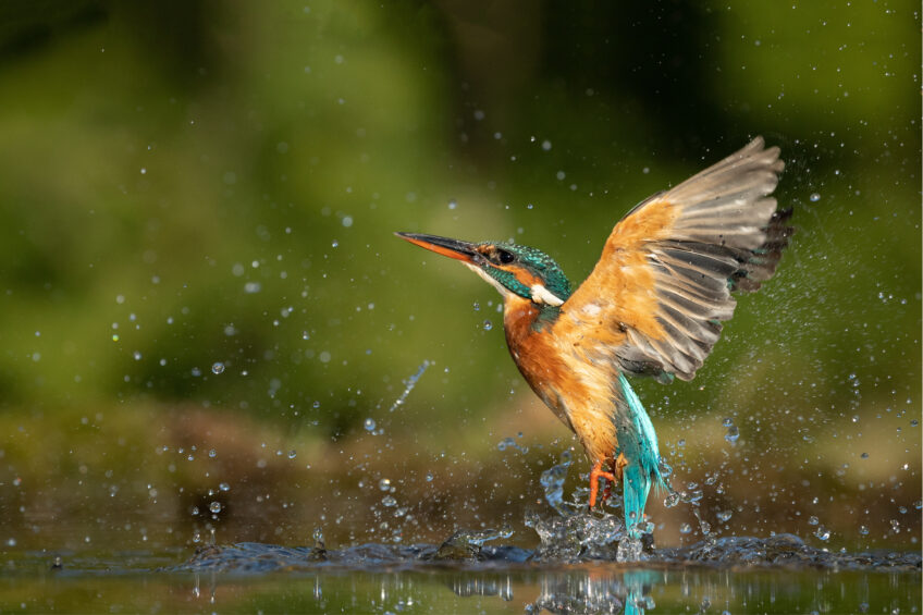 SalamandreTV la plateforme du documentaire animalier