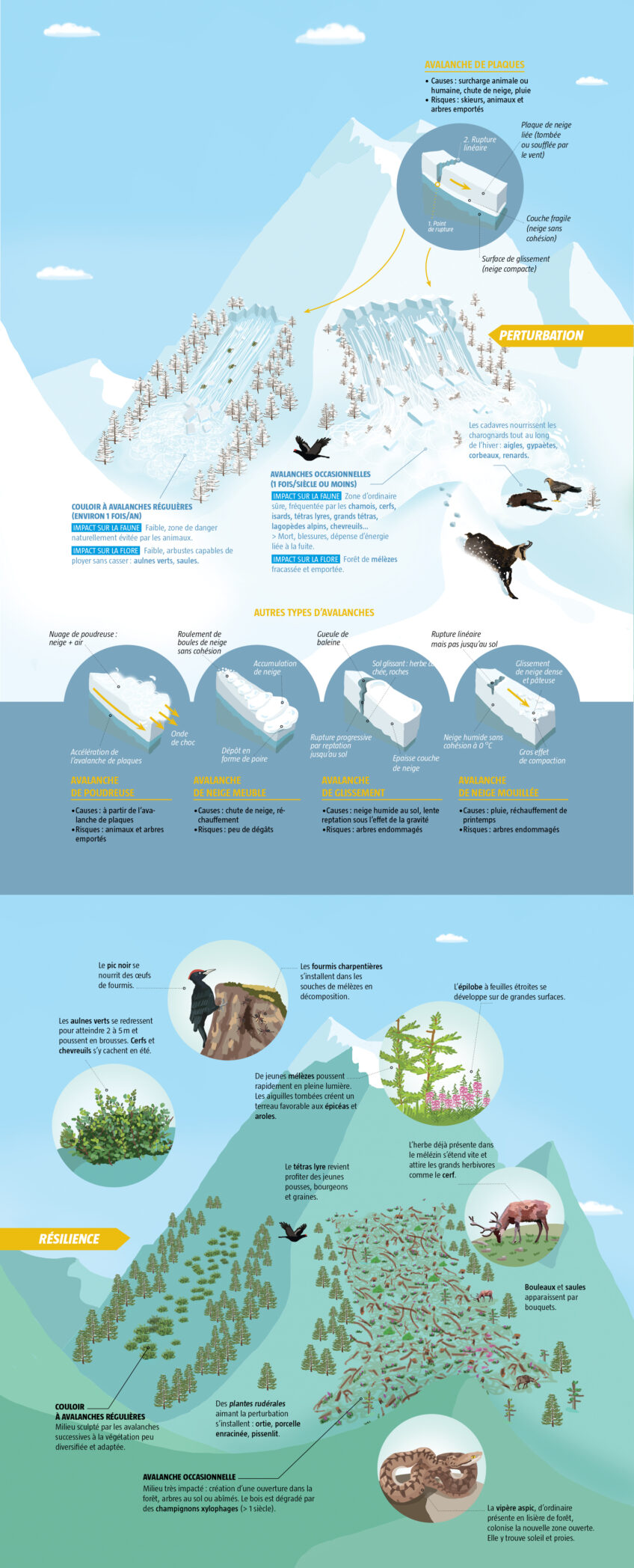infographie avalanches