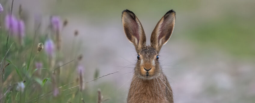 Lièvre brun