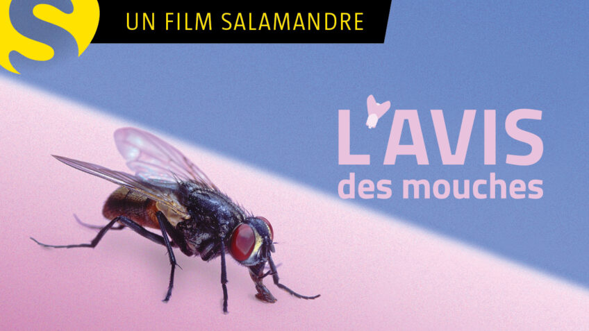 5 documentaires animaliers sur les insectes