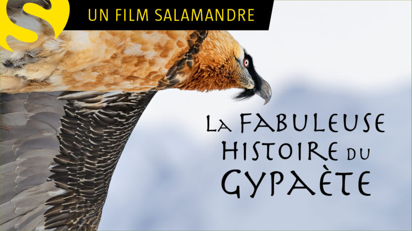 La fabuleuse histoire du gypaète
