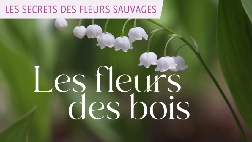 Les secrets des fleurs sauvages - Les fleurs des bois
