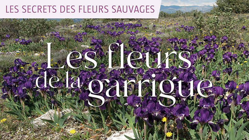 Les secrets des fleurs sauvages - Les fleurs de la garrigue