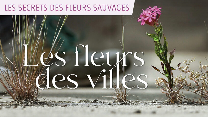 Les secrets des fleurs sauvages - Les fleurs des villes