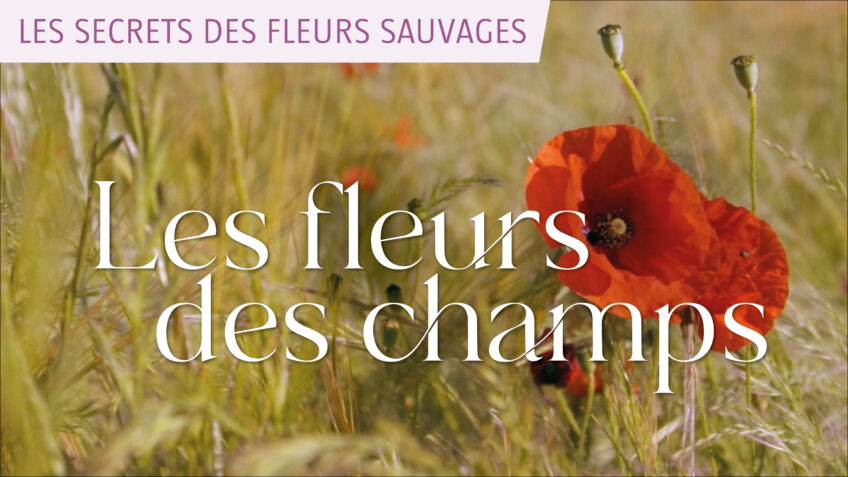 Les secrets des fleurs sauvages - Les fleurs des champs