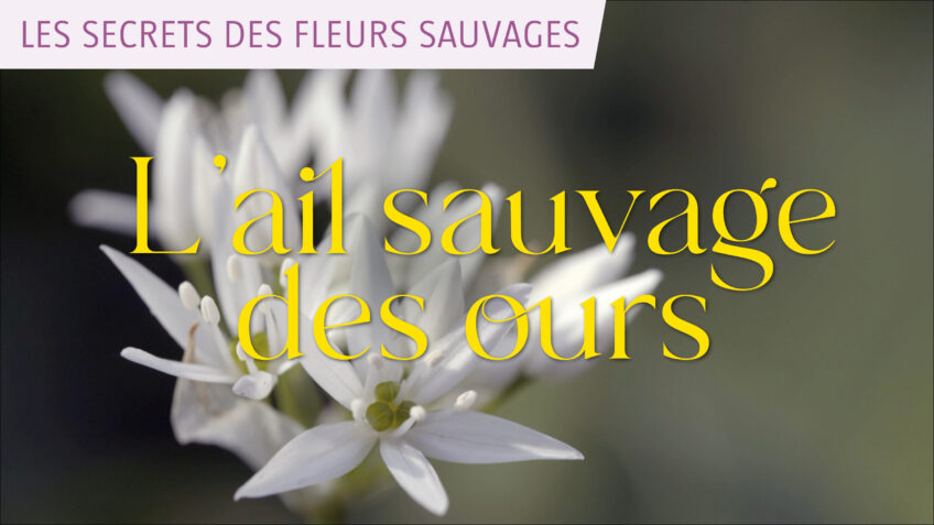 Les secrets des fleurs sauvages - L'ail sauvage des ours