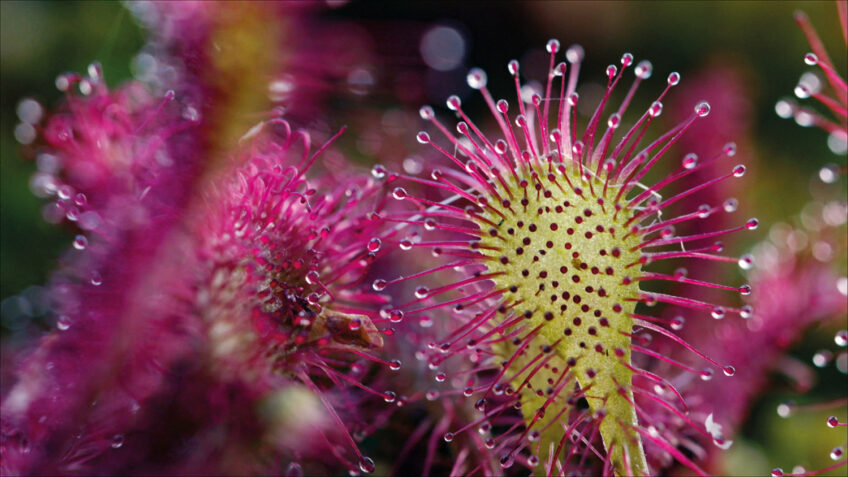 Les secrets des fleurs sauvages