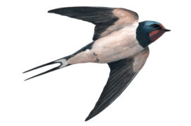 Hirondelle rustique / © Marco Preziosi