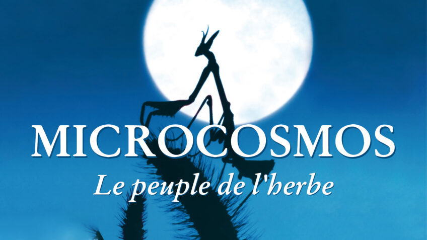 5 documentaires animaliers sur les insectes