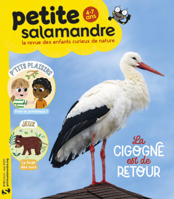 Couverture de La Petite Salamandre n°41