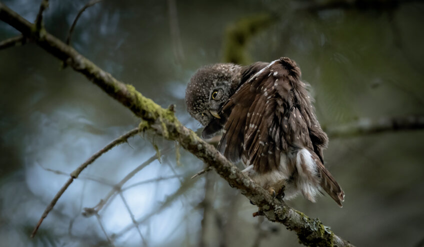 Chevêchettes : la vie de famille des petites chouettes en photos